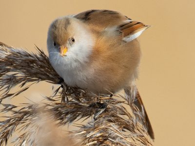 GVANDEVELDE-20210216-4163