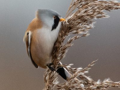 GVANDEVELDE-20211226-2990-2