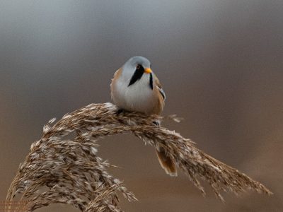 GVANDEVELDE-20211226-2995