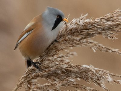GVANDEVELDE-20211226-3335