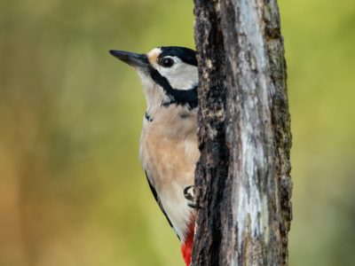 GVANDEVELDE-20191029-5449