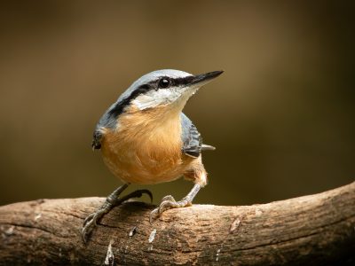 Boomklever / Nuthatch / Kleiber / Sittelle