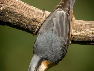 GVANDEVELDE-20250818-12