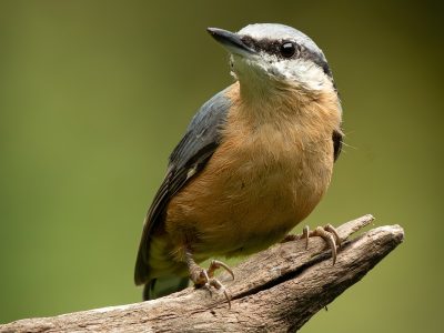 GVANDEVELDE-20250818-9