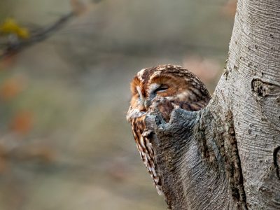 Bosuil / Tawny Owl / Waldkauz / Chouette hulotte