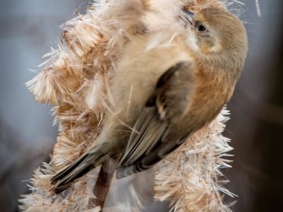 Buidelmees / Penduline tit / Hängemeise / Mésange pendulaire
