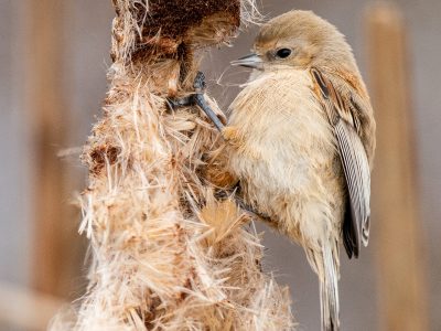 Buidelmees / Penduline tit / Hängemeise / Mésange pendulaire