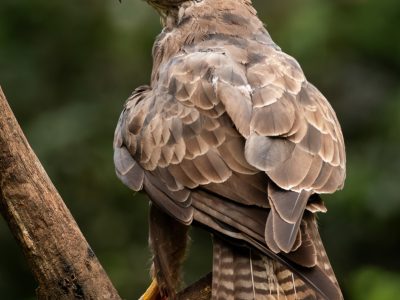 Buizerd / Buzzard / Bussard / Buse
