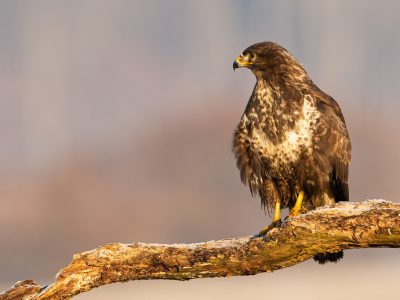 GVANDEVELDE-20160213-2553