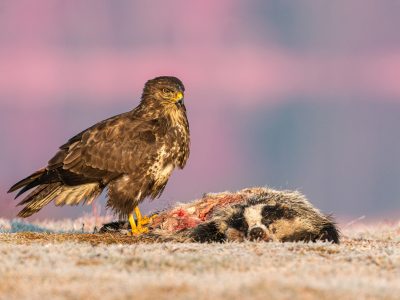 GVANDEVELDE-20160213-3217