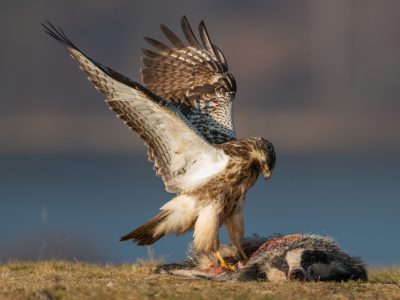 GVANDEVELDE-20160213-3637
