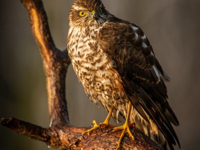 GVANDEVELDE-20161230-6047