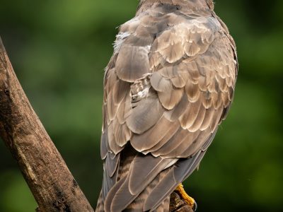 GVANDEVELDE-20250818-10