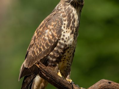 GVANDEVELDE-20250818-15