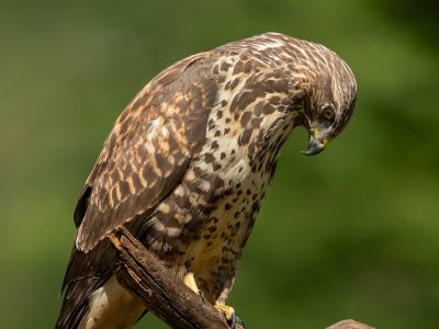 GVANDEVELDE-20250818-16