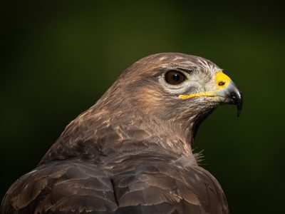 GVANDEVELDE-20260312-18
