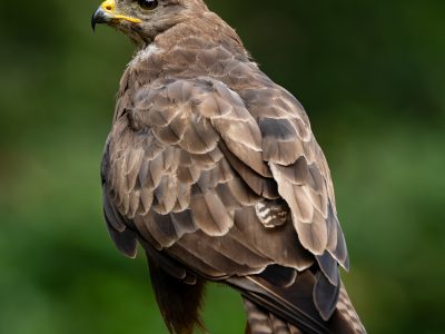 GVANDEVELDE-20260731-6