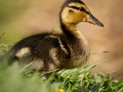 Eend / Duck / Ente / Canard