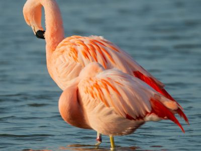 Flamingo,Flamenco