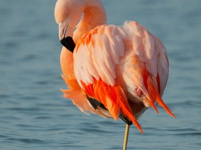 Flamingo,Flamenco