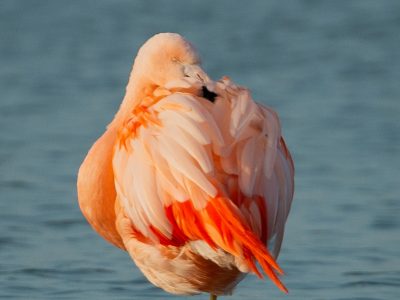 Flamingo,Flamenco