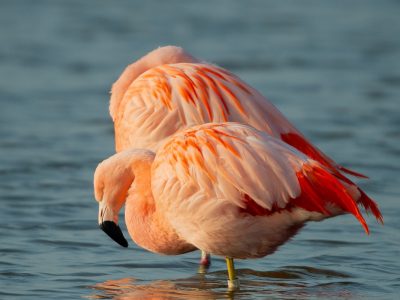 Flamingo,Flamenco