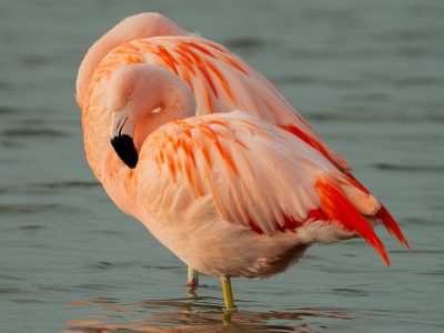 Flamingo,Flamenco