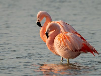 Flamingo,Flamenco