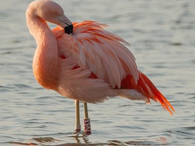 Flamingo,Flamenco