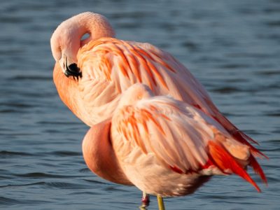 Flamingo / Flamingo / Flamingo / Flamant