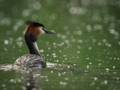 Fuut / Great Crested Grebe / Haubentaucher / Grèbe huppé