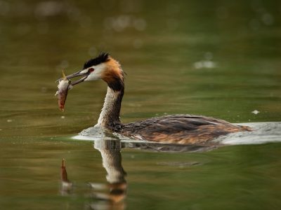 GVANDEVELDE-20190727-1390