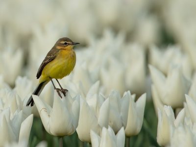 Gele kwikstaart / Yellow wagtail / Gelbe Bachstelze / Bergeronnette printanière