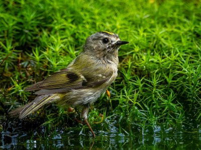 Goudhaan / Goldcrest / Goldcrest / Goldcrest