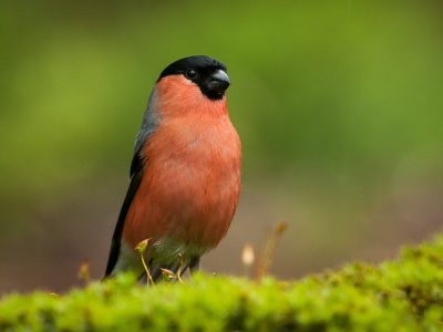Goudvink / Bullfinch / Gimpel / Bouvreuil