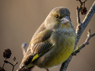 GVANDEVELDE-20170105-3543-2