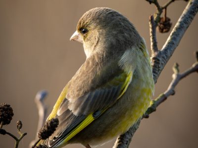 Groenling / Greenfinch / Grünfink / Verdier