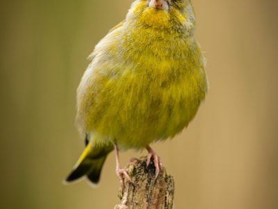 GVANDEVELDE-20170423-4278