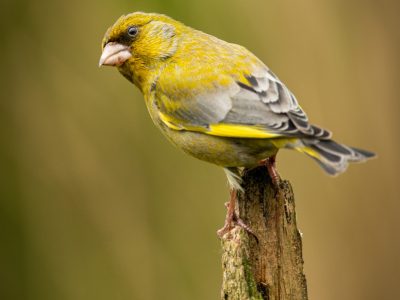 GVANDEVELDE-20170423-5099