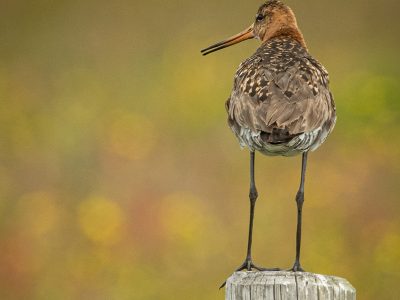 Grutto / Black-tailed Godwit / Uferschnepfe / Barge à queue noire