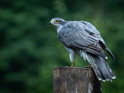 Havik / Hawk / Falke / Faucon