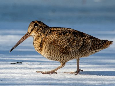 Houtsnip / Woodcock / Waldschnepfe / Bécasse