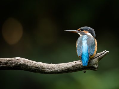 IJsvogel / Kingfisher / Eisvogel / Martin-pêcheur