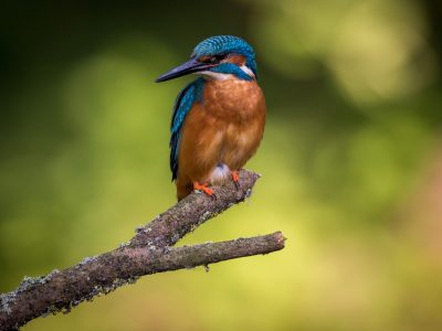 GVANDEVELDE-20170622-0787