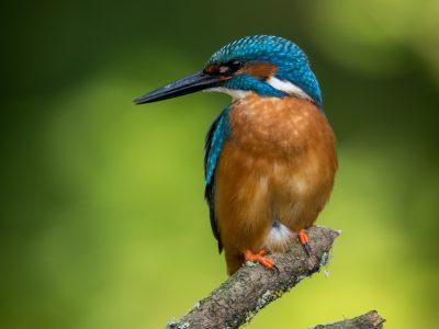 GVANDEVELDE-20170622-0793