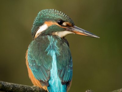 GVANDEVELDE-20171029-2034