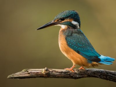 GVANDEVELDE-20171029-2081