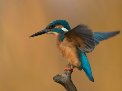 GVANDEVELDE-20180325-4826
