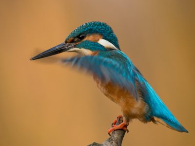 GVANDEVELDE-20180325-5617