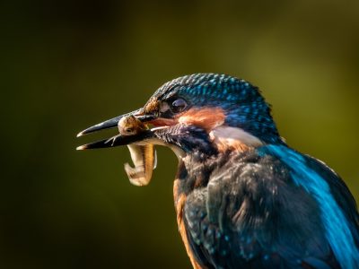 GVANDEVELDE-20180918-2518